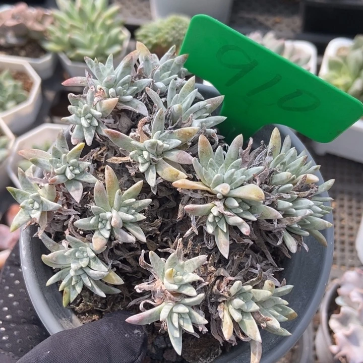 910白菊多肉植物
