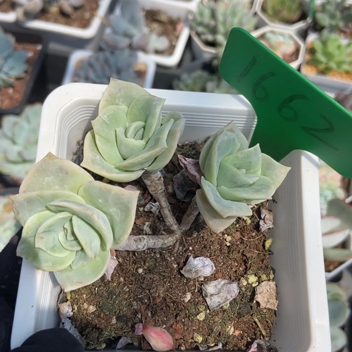 1662可爱玫瑰多肉植物