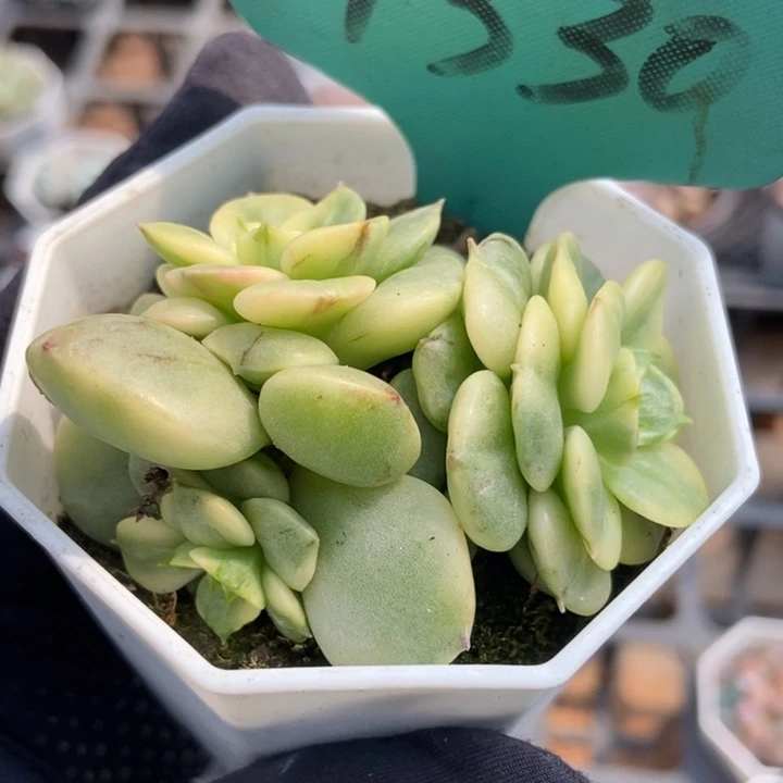 7330蜡牡丹锦多肉植物
