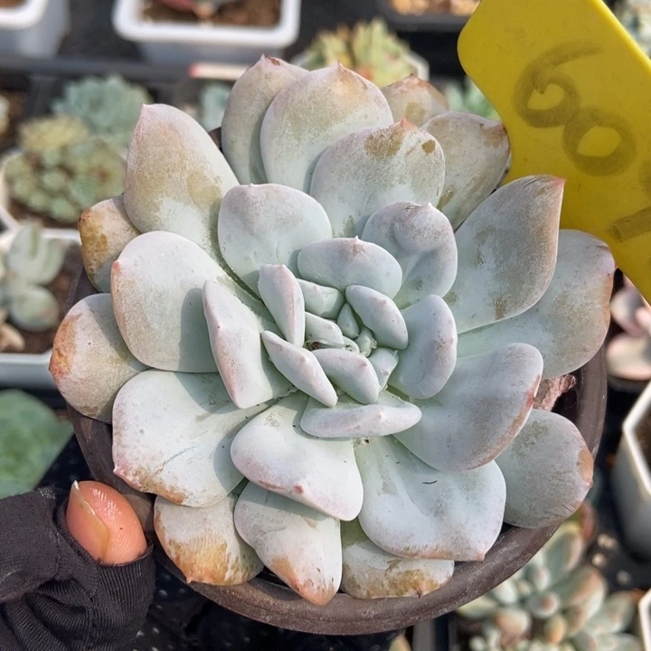 6096雪特多肉植物