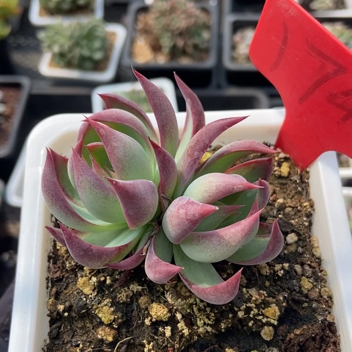 1746惊鸿仙子多肉植物^_^