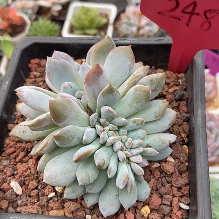 248橙子缀多肉植物