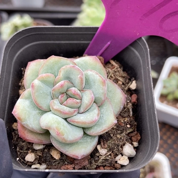 1978泡芙石化多肉植物