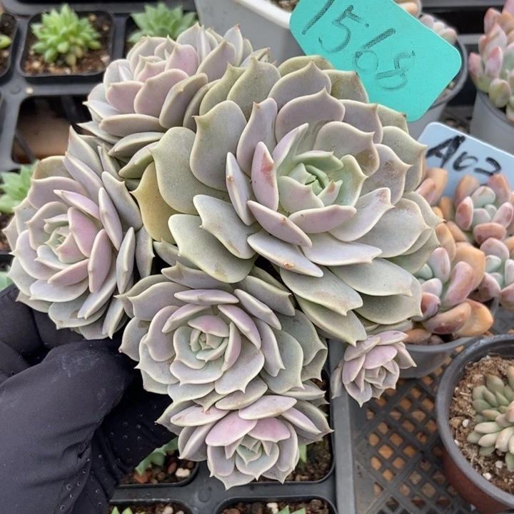 1568露纳莲多肉植物保护