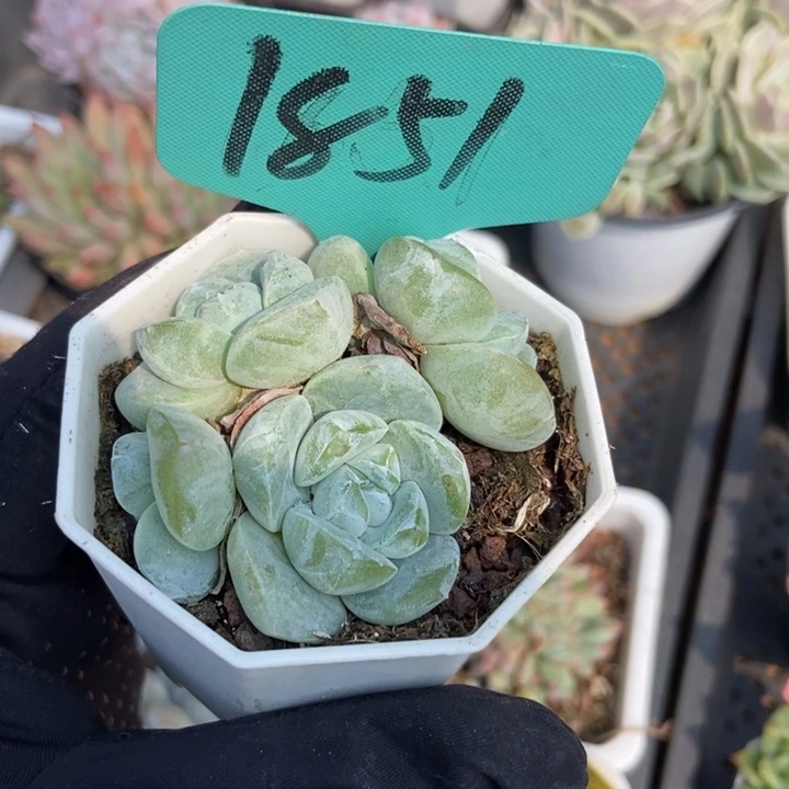 1851冰玉多肉植物