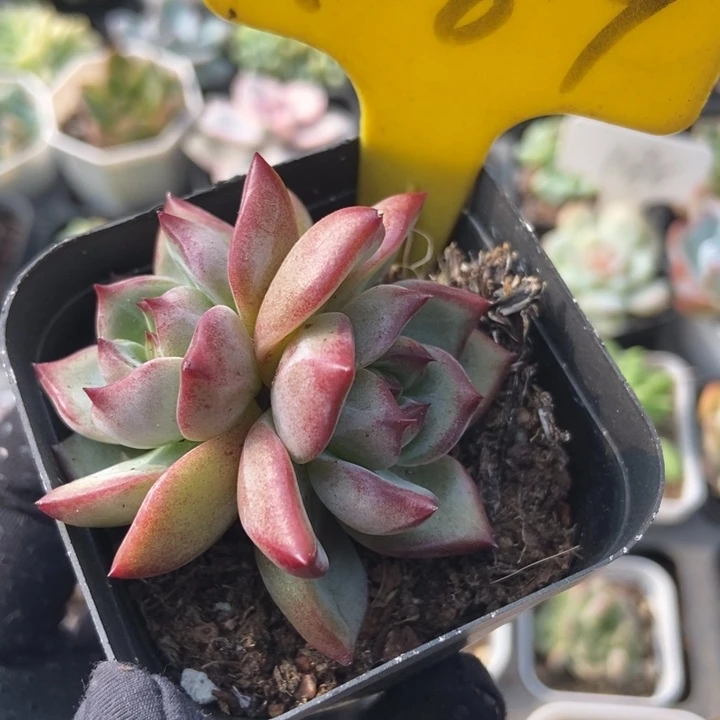 1089夜魔侠多肉植物保护