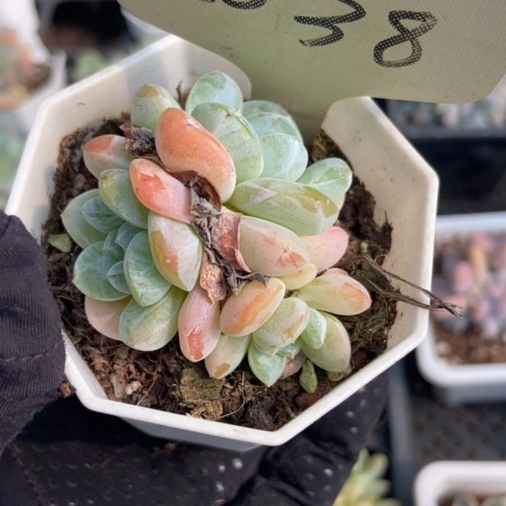 2038奶茶冰玉多肉