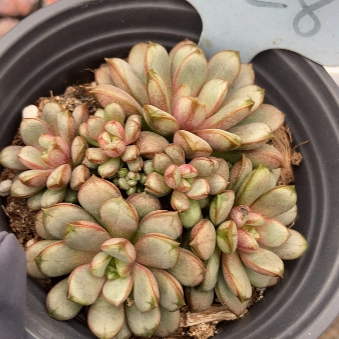 2128葡萄多肉植物保护