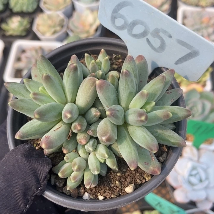6057乌拉克拉多肉植物