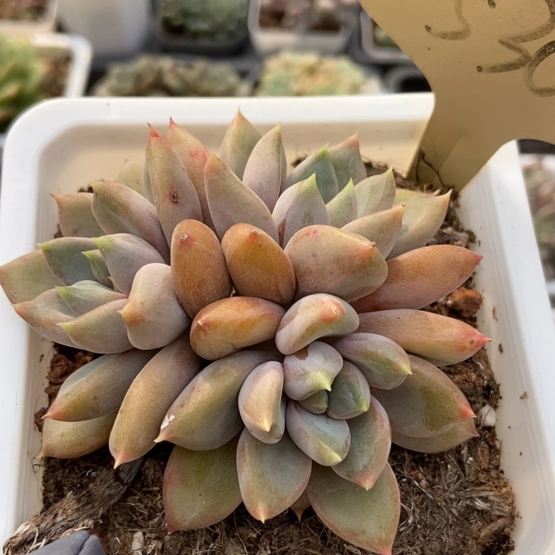 530象牙多肉植物保护