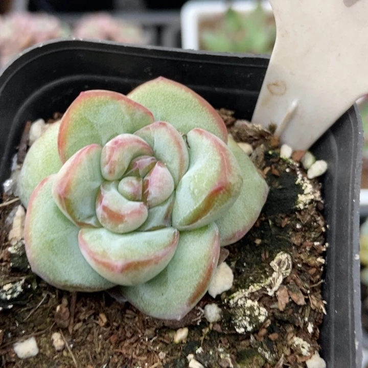 897泡芙石化变异多肉