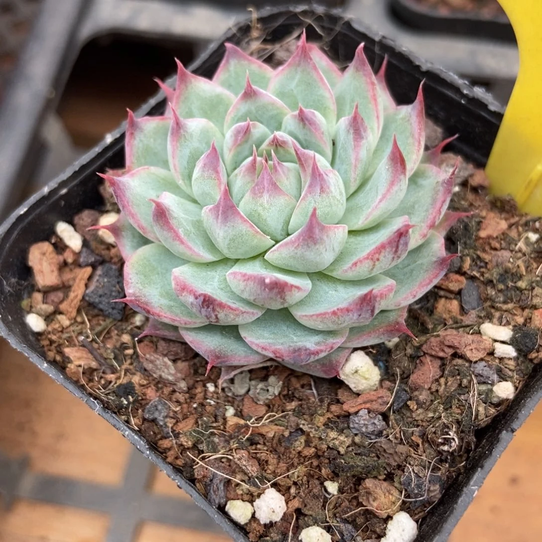 多肉植物枇杷仙子6110