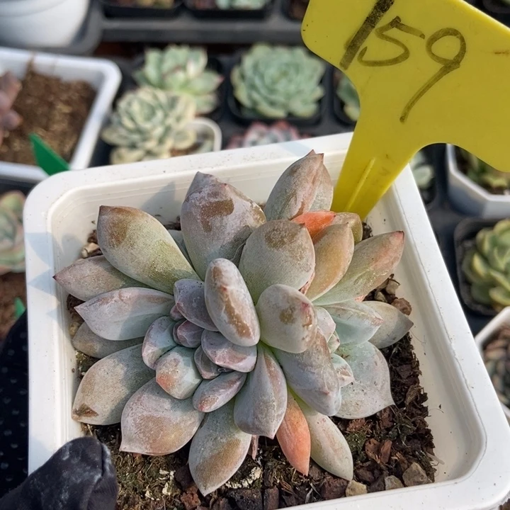 159石榴籽多肉植物
