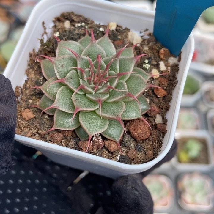 13海胆多肉植物保护