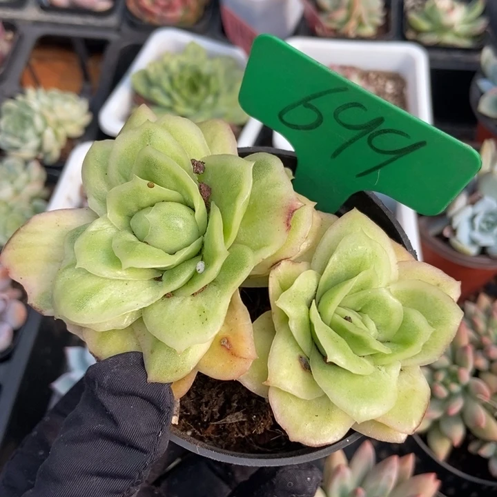 699冰玫瑰多肉植物
