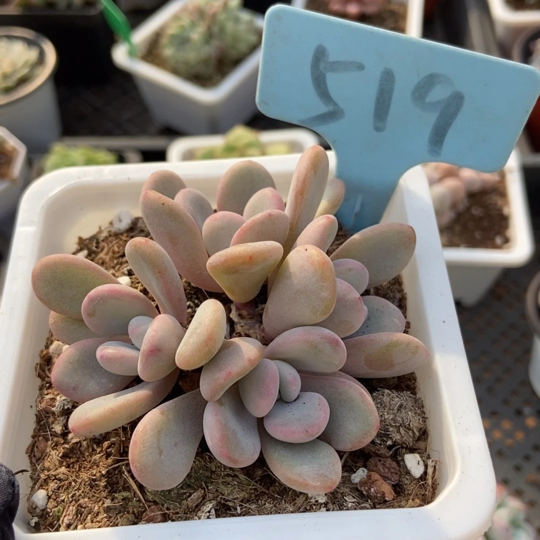 519粉兔多肉植物保护