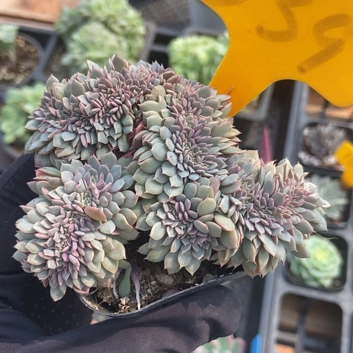 539纸风车缀多肉植物保护