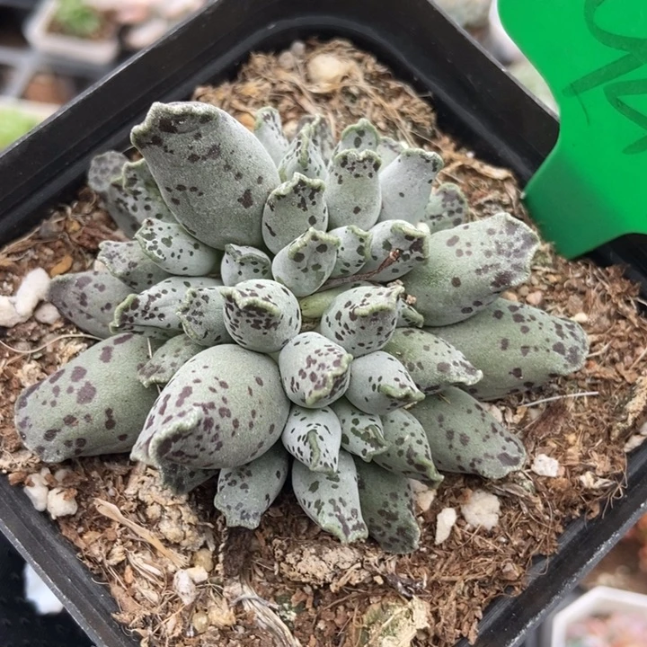 941海豹多肉植物保护