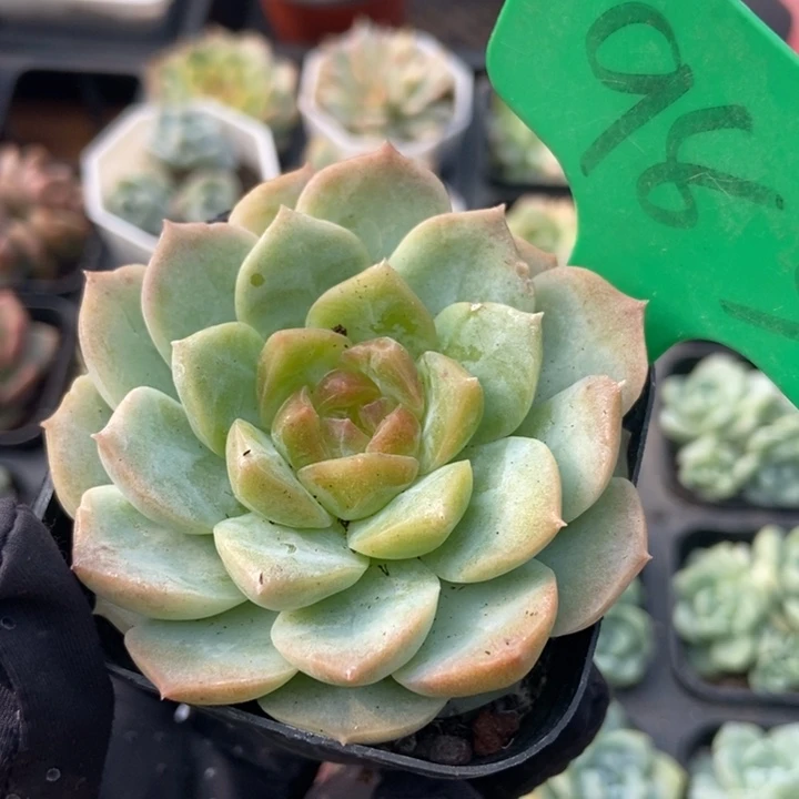 983梦幻泡影多肉植物
