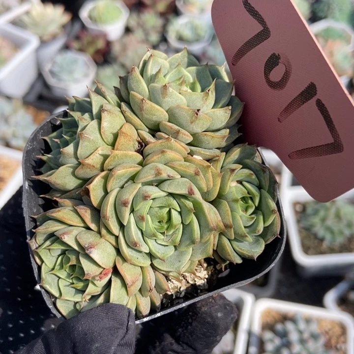 7017笨吧多肉植物