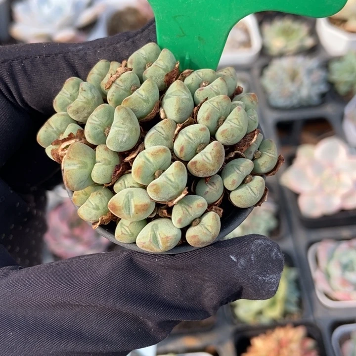 828口迪多肉植物保护