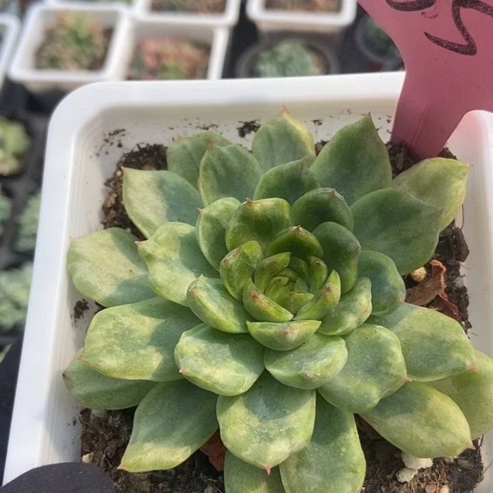 35冰天使多肉植物纤维