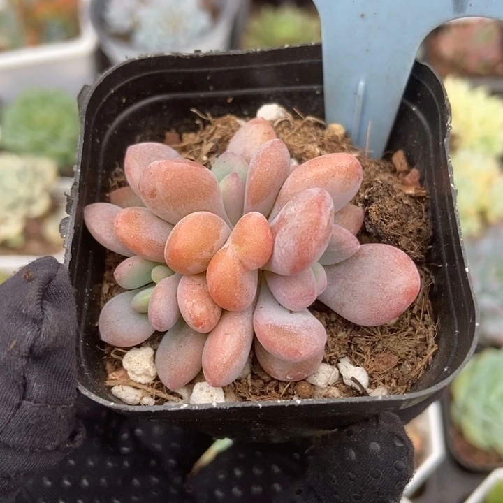 6061粉兔多肉植物