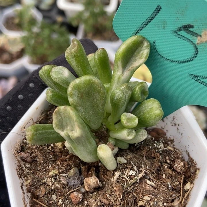 1526吸财树锦多肉植物