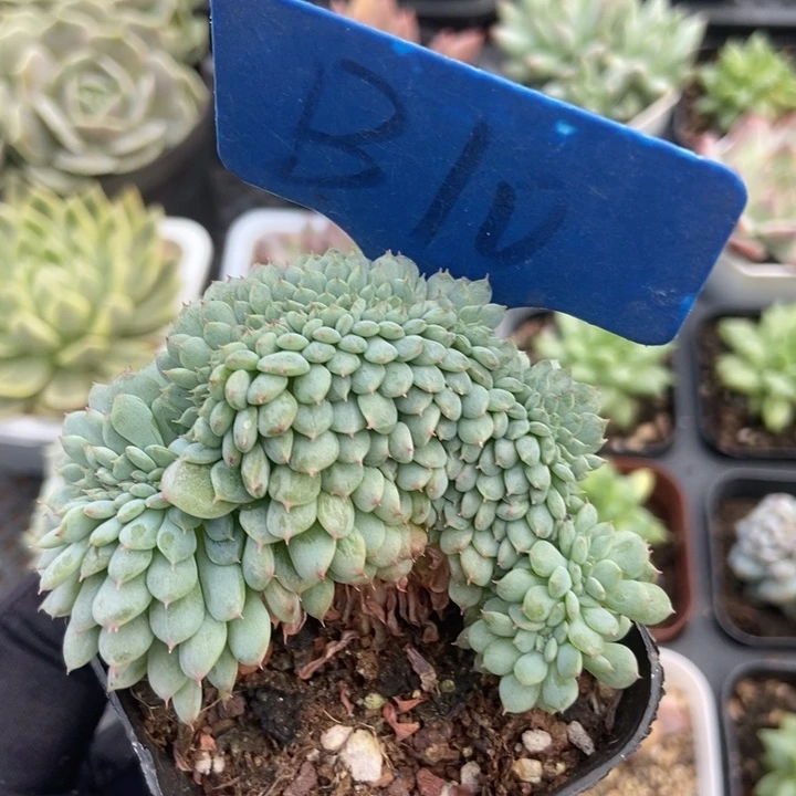 10白胖子缀多肉植物