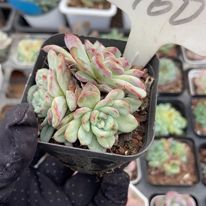 960布题石化锦多肉植物