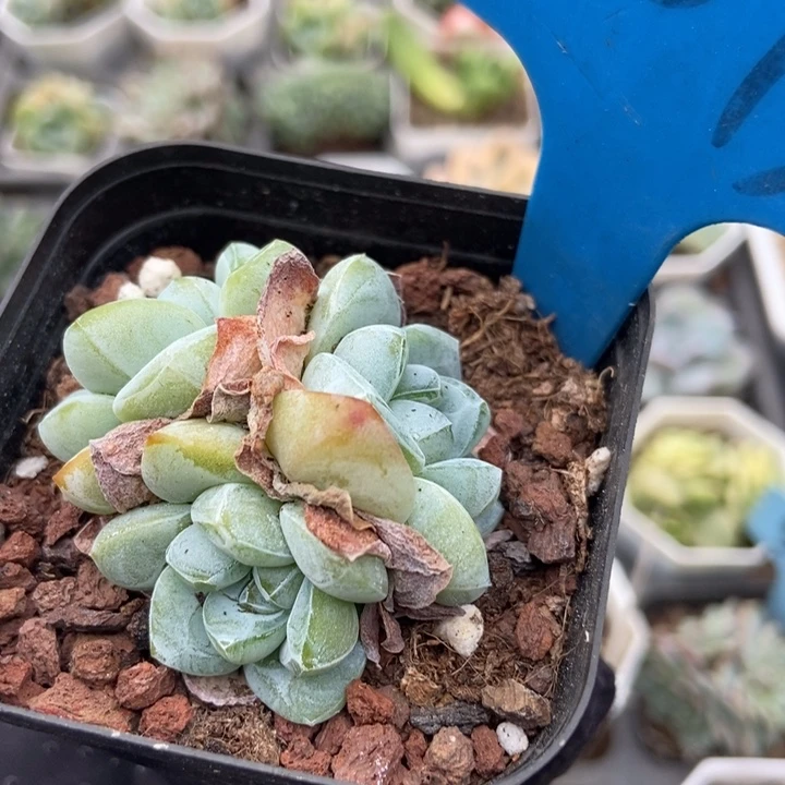 2073翡翠冰玉多肉植物保护