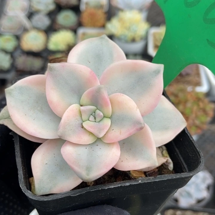 1003紫乐锦多肉植物