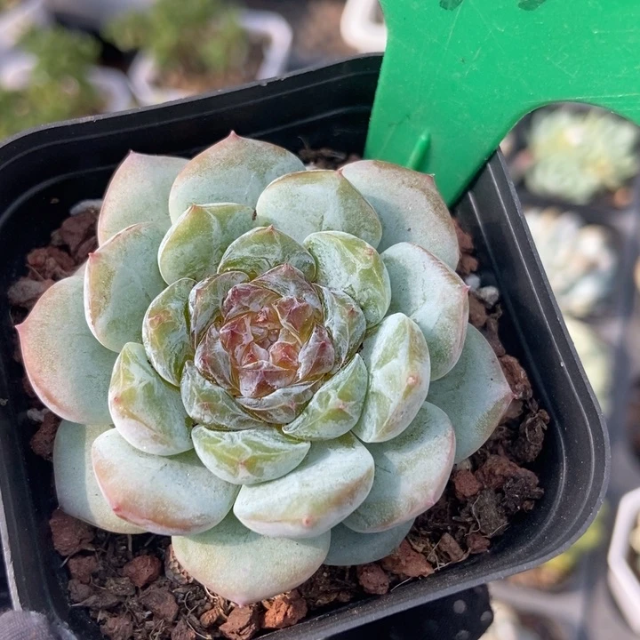 971溏心冰魄多肉植物