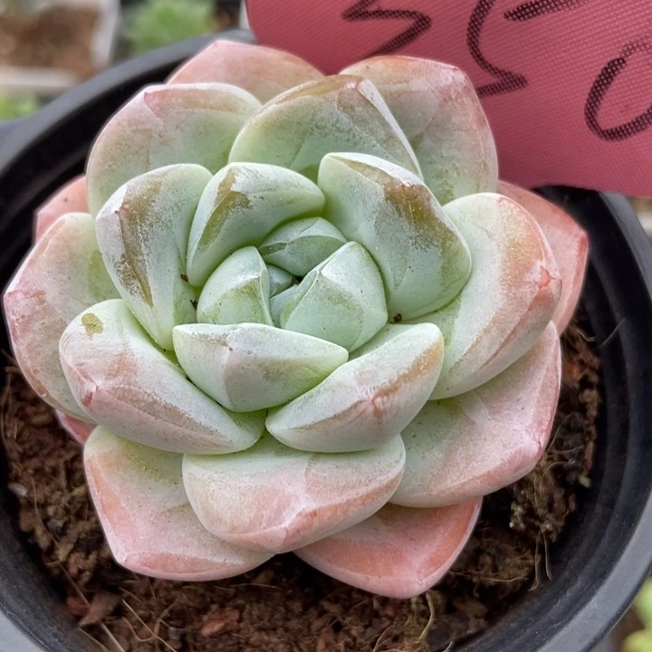 350冰玉多肉植物保护