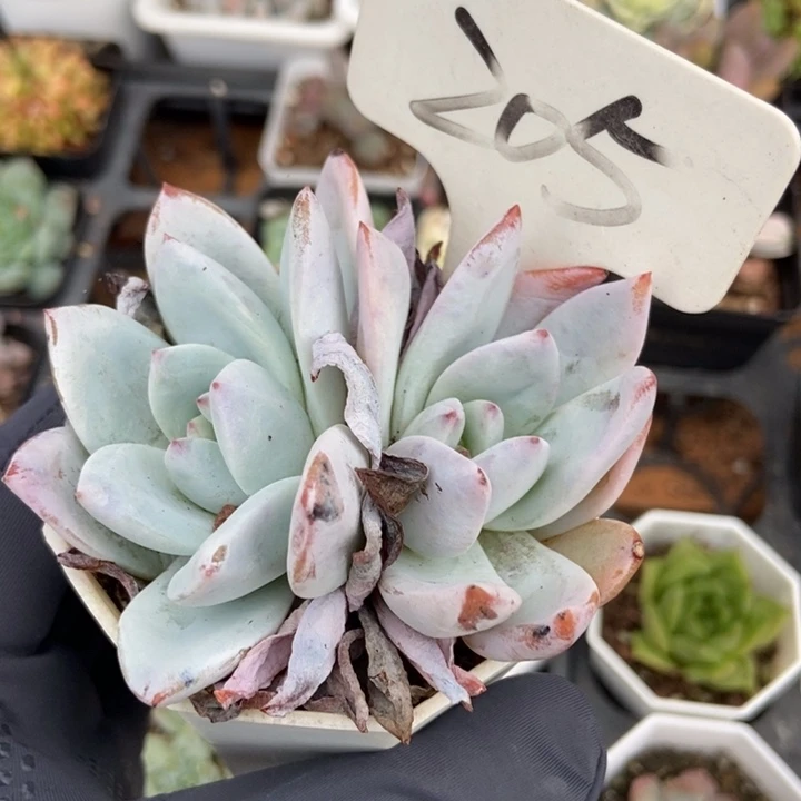 205嫦娥多肉植物