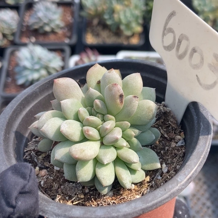 6003爱丽儿缀多肉植物