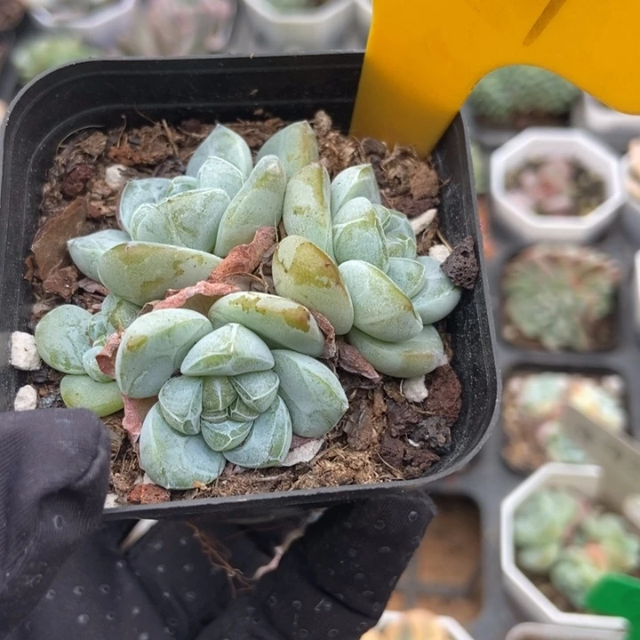 2121冰玉多肉植物