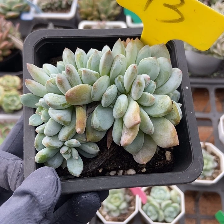 13星影七头多肉植物