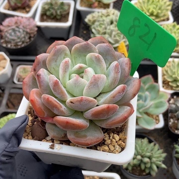 821橙子多肉植物保护