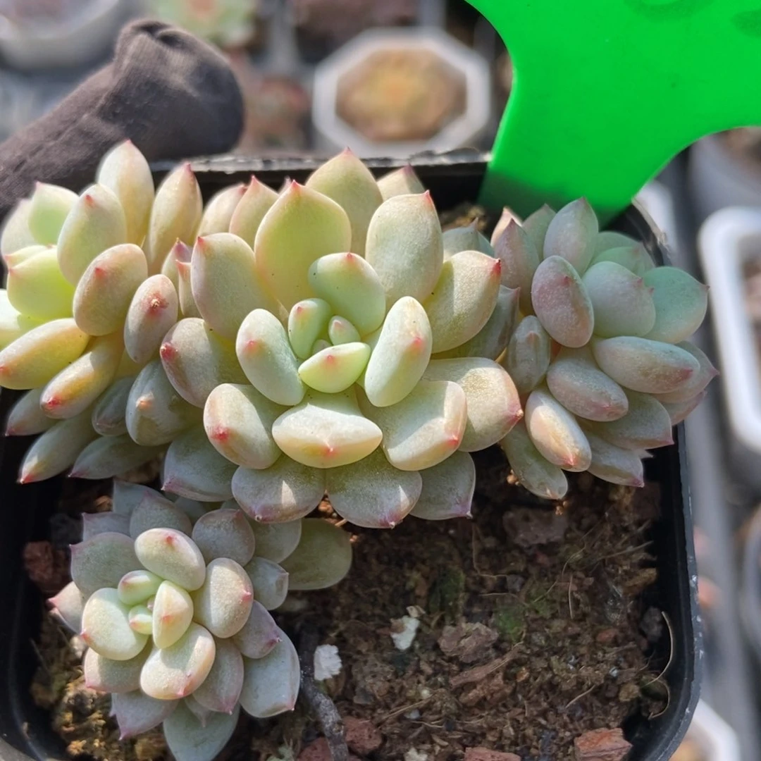 1662玉芙蓉多肉植物保护