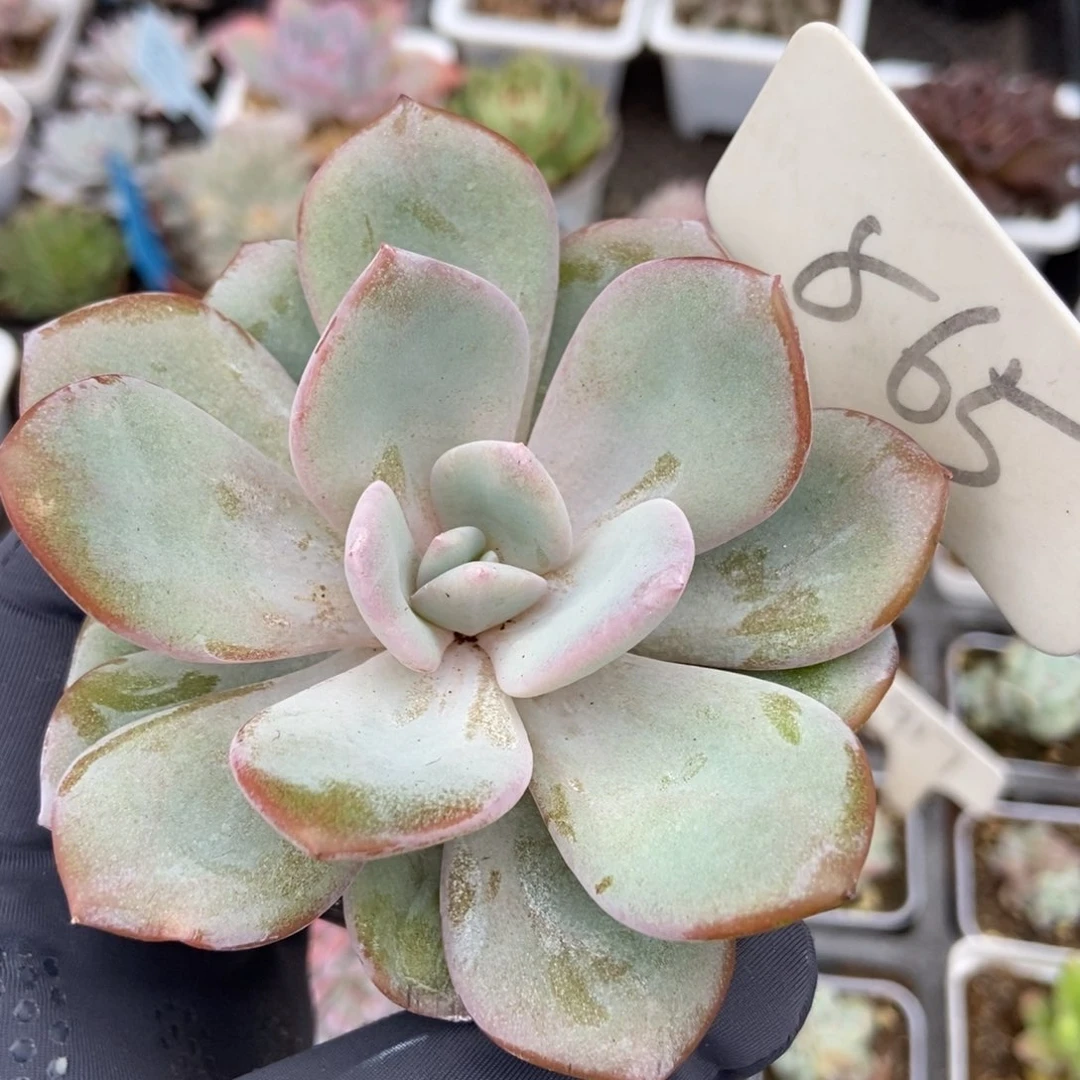 865奶茶多肉植物纤维