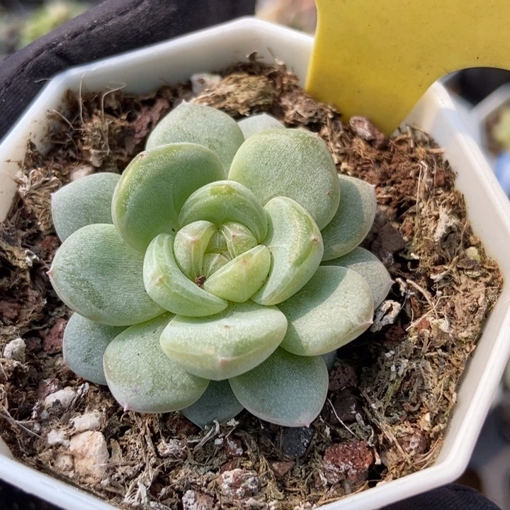 2067星星珍妮多肉植物