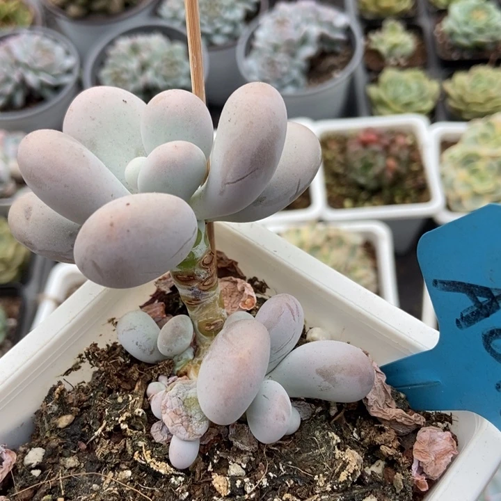 011大叶奶多肉植物