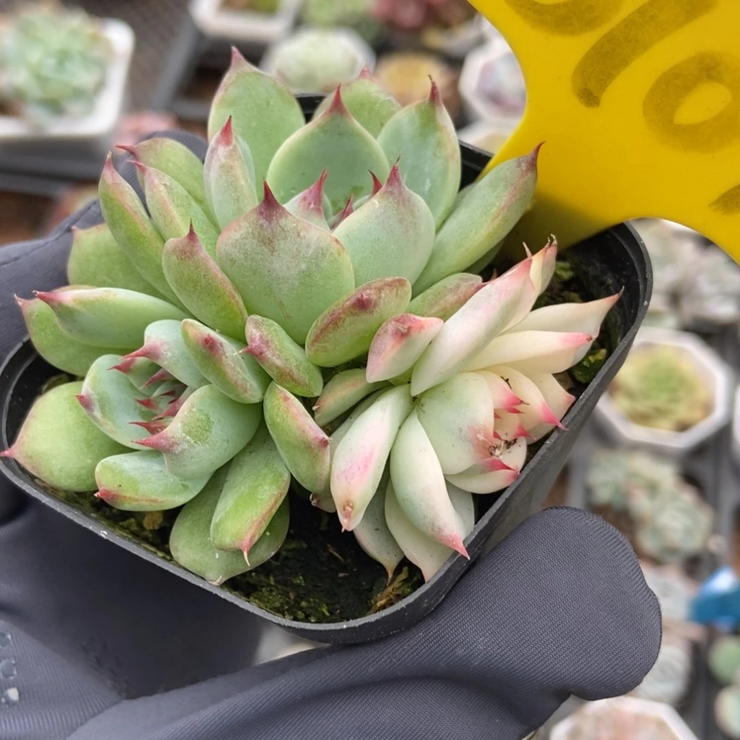 6107吉娃娃锦多肉植物保护