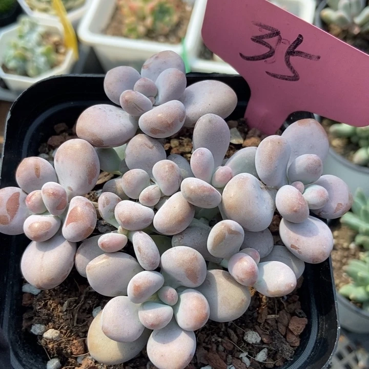 35桃蛋多肉植物保护