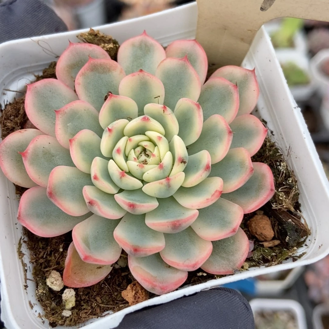 704忌廉锦多肉植物保护
