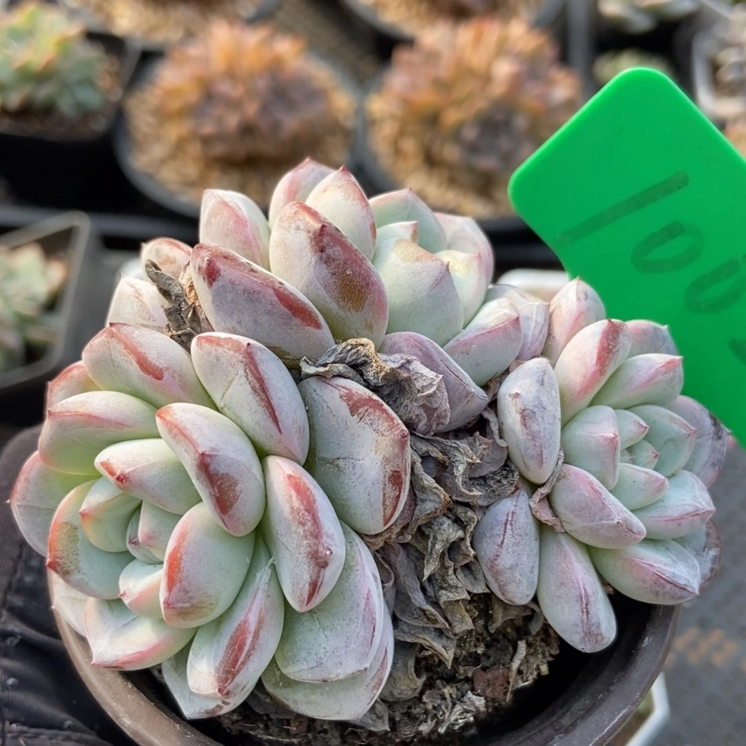 1002维特多肉植物保护