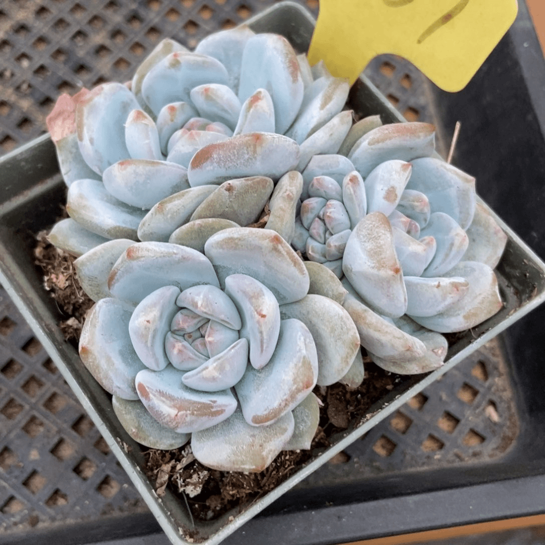 多肉植物2067多多肉
