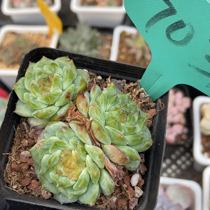 7031冰魄多肉植物保护