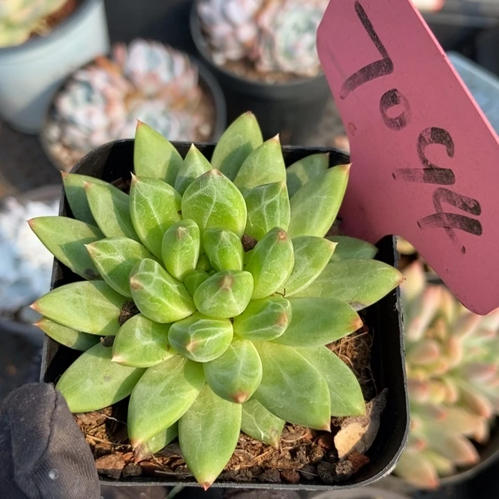7094甲骨文多肉植物